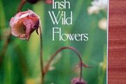 Irish wild flowers by Ruth Isabel Ross