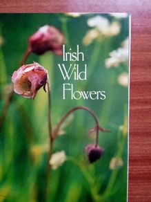 Irish wild flowers by Ruth Isabel Ross