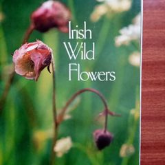 Irish wild flowers by Ruth Isabel Ross