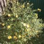 Hypericum large bush Image 2