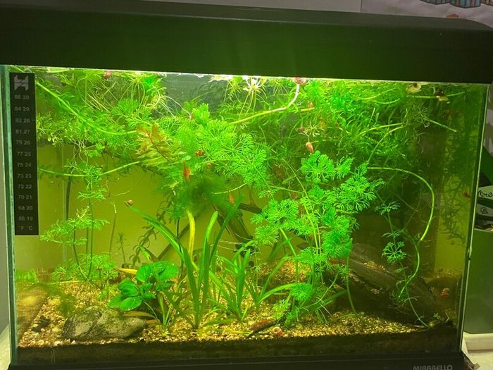 aquarium plants