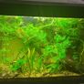 aquarium plants Image 4
