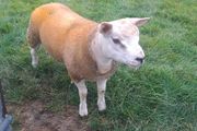 Pbnr Texel Ram lamb