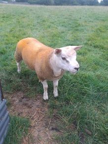 Pbnr Texel Ram lamb