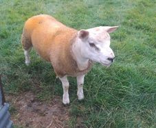 Pbnr Texel Ram lamb