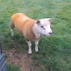 Pbnr Texel Ram lamb