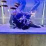 PRICE DROP Aqua spec 280litre with Aqua spec Grey tall stand 2 filters and lights cichlid tank Image 8