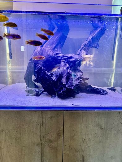 PRICE DROP Aqua spec 280litre with Aqua spec Grey tall stand 2 filters and lights cichlid tank