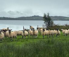 Mule Hoggets