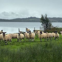 Mule Hoggets