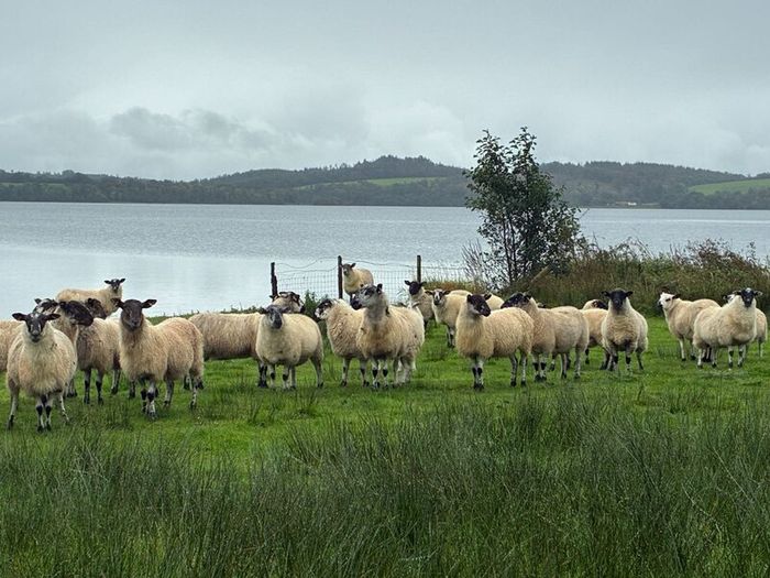 Hogget sheep