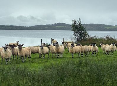 Mule Hoggets
