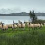 Mule Hoggets Image 5