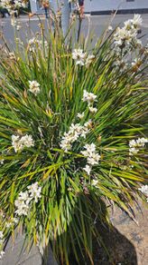 Grasses, New Zealand Iris