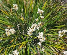Grasses, New Zealand Iris