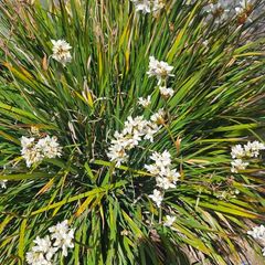 Grasses, New Zealand Iris