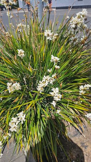 Grasses, New Zealand Iris