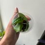 Anthurium Ace of Spades X Luxurians Image 3