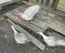 Muscovy trio