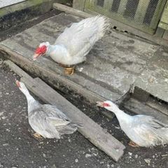 Muscovy trio