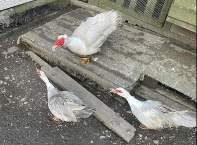 Muscovy trio