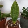 Sansevieria Whale Fin Plant Image 5