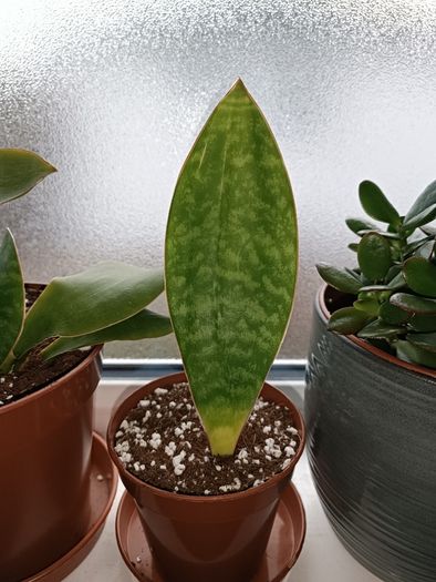 Sansevieria Whale Fin Plant