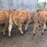 10 Limousine heifers Image 10