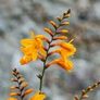 plants Image 3