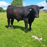 Bulls Image 7