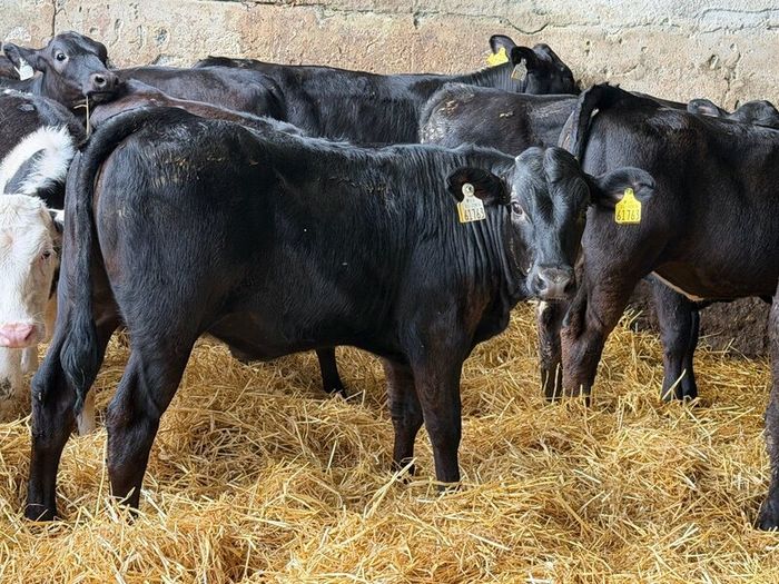 31 Properly Well Fed Calves