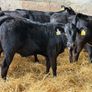 31 Properly Well Fed Calves Image 2