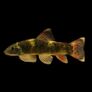 Fully Established Aquarium Image 6