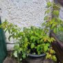 raspberries Image 2