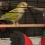 Pet adoption Image 3