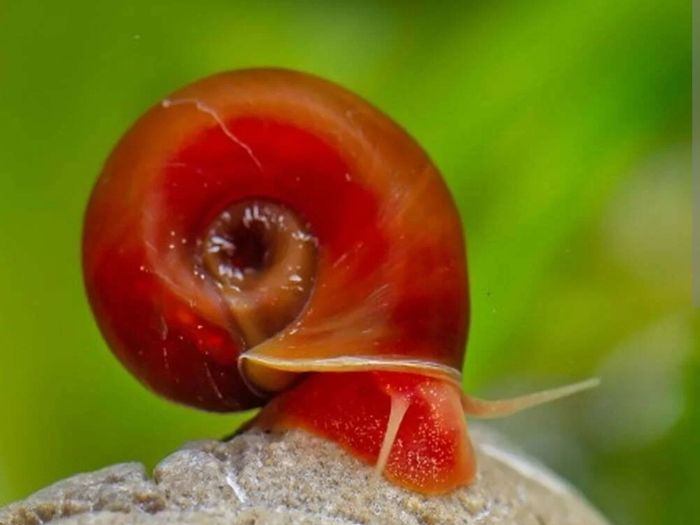 Ramshorn Aquarium Snails