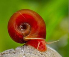 Ramshorn Aquarium Snails