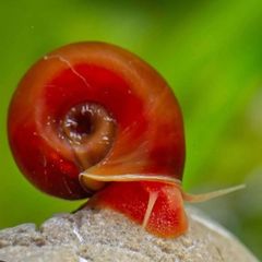 Ramshorn Aquarium Snails