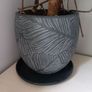 Large Monstera plant Image 3