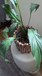 Flowering Peace Lily in Rustic Twig Pot - Galway - Pickup Only