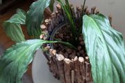 Flowering Peace Lily in Rustic Twig Pot - Galway - Pickup Only