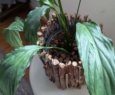 Flowering Peace Lily in Rustic Twig Pot - Galway - Pickup Only