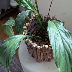 Flowering Peace Lily in Rustic Twig Pot - Galway - Pickup Only
