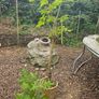Tree, Horse Chesnut and Rhus tree Image 3