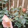 Rose  plant Image 7