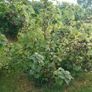 Blackcurrant Plant Image 3