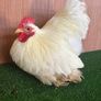 Pekin Image 2
