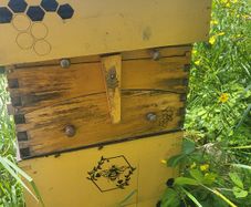 National Bee hive