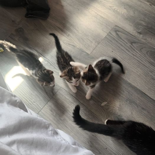 Kittens