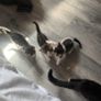 Kittens Image 4